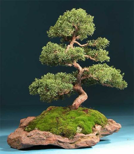 http://img1.liveinternet.ru/images/attach/b/3/29/971/29971295_bonsai_moss.jpg