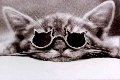  (120x80, 11Kb)