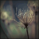  (150x150, 22Kb)
