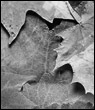 leafs (95x110, 4Kb)