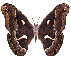  (147x120, 34Kb)