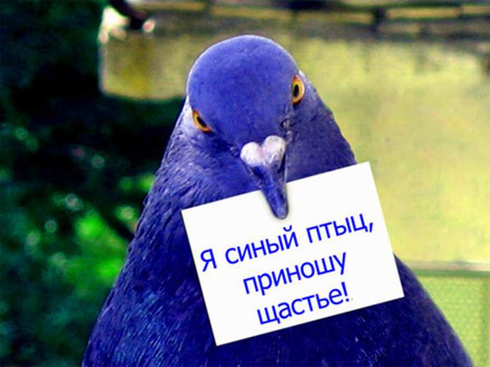 http://img1.liveinternet.ru/images/attach/b/3/6/464/6464394_5686299_Suynuyy_ptuyc.jpg