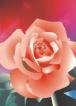 rose10s (76x106, 2Kb)
