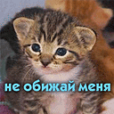  (128x128, 13Kb)