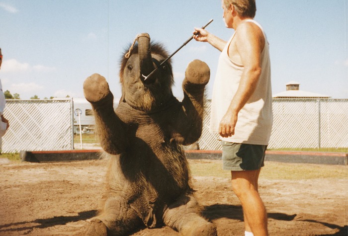 Фотографии: Как готовят цирковых слонов
