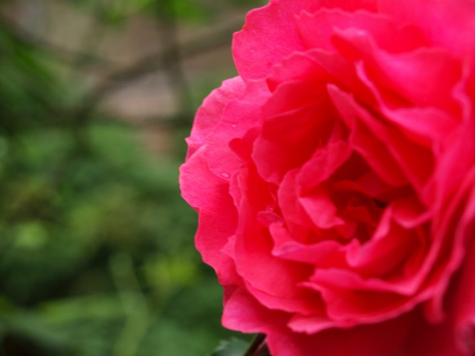 Rose   2 (667x500, 44Kb)
