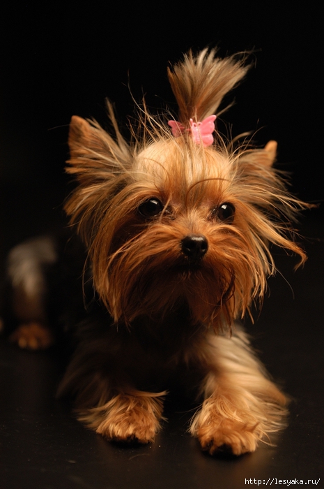 3925073_Yorkshire_Terrier_Apple (465x700, 208Kb)