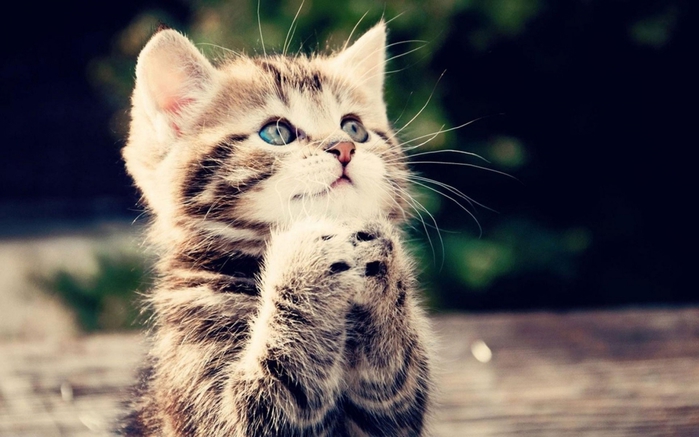 2447247_catpraying (700x437, 198Kb)