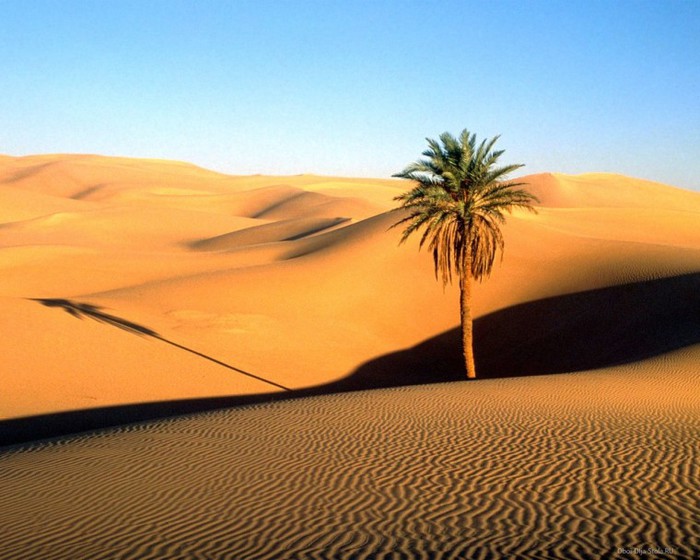 Пальма-в-пустыне (700x560, 92Kb)