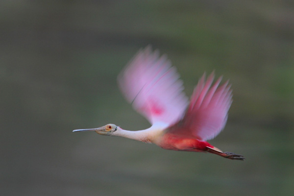 4709286_02_roseate_spoonbill (600x400, 47Kb)