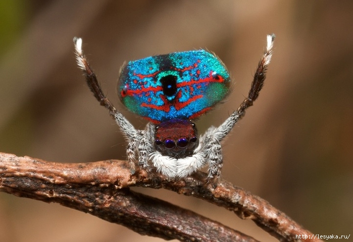 peacockspider03 (700x479, 208Kb)