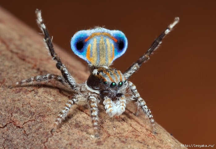 peacockspider07 (700x481, 221Kb)