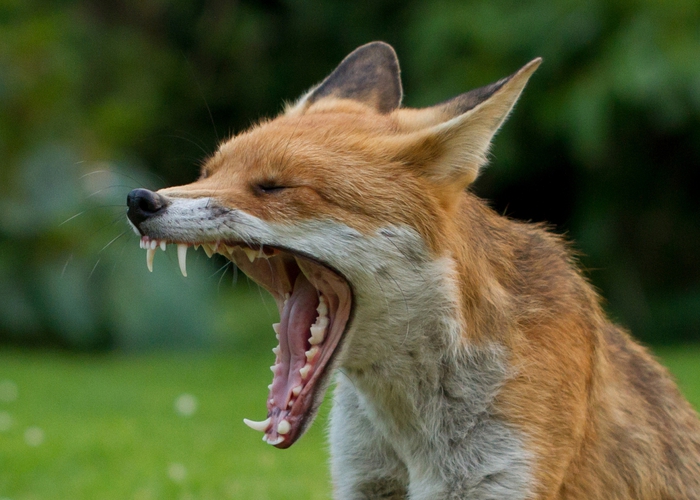 Yawn — Gary Faulkner / Flickr.com