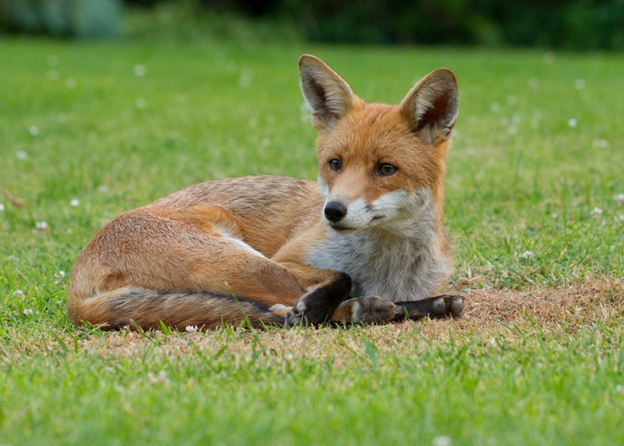 Фото: Fox — Gary Faulkner / Flickr.com