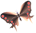 B_Fly23 (144x131, 20Kb)