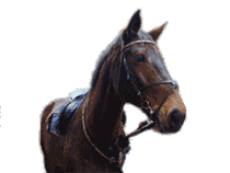 Horse23 (210x158, 12Kb)