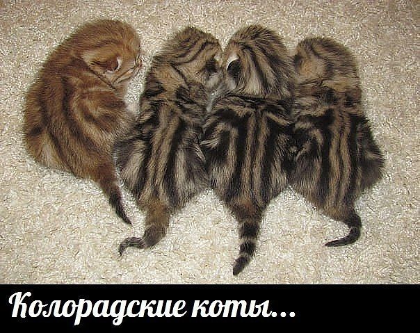 http://img1.liveinternet.ru/images/attach/b/4/103/504/103504765_large_koloradskie_kotuy.jpg