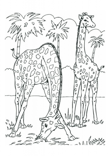 giraffes-t12534 (354x500, 122Kb)