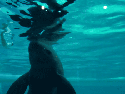 Дельфины играют в колечки (400x300, 2027Kb)
