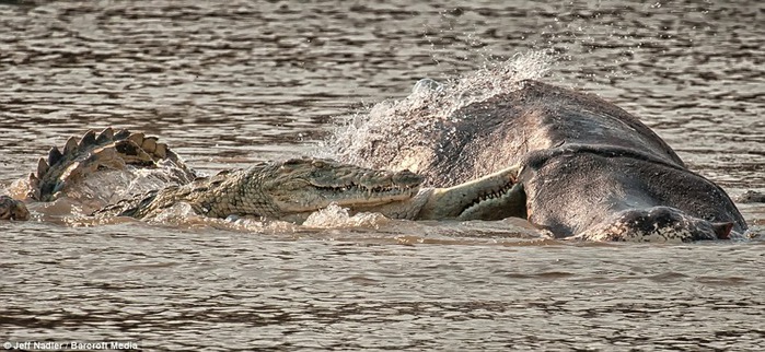 Нападение крокодилов на бегемота