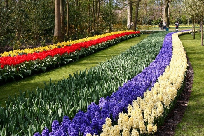 цветочный парк Кейкенхоф голландия 15 (700x466, 339Kb)