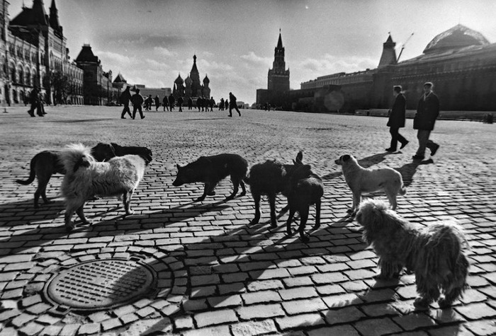 Фотограф Геннадий Михеев. Россия в 1993 году. Черно белые фотографии