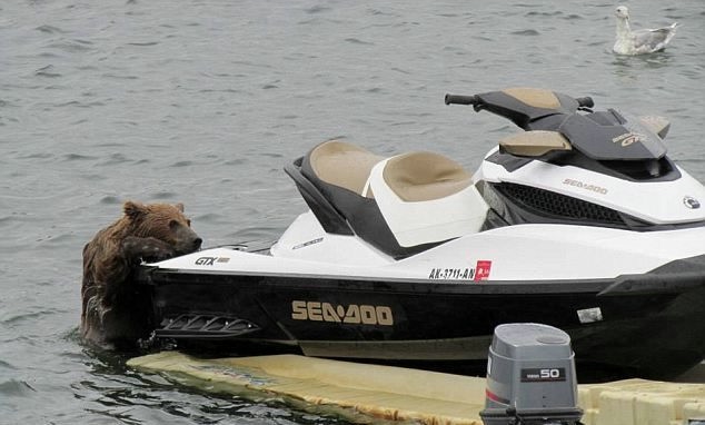 bear_jet_ski_03 (634x382, 91Kb)