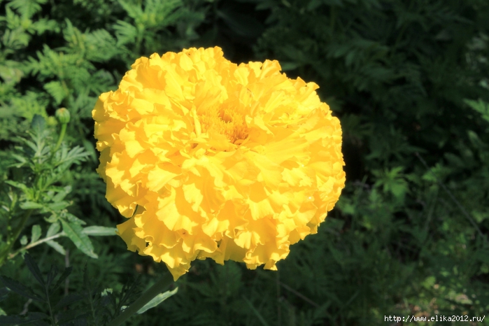 IMG_4152 (700x466, 239Kb)