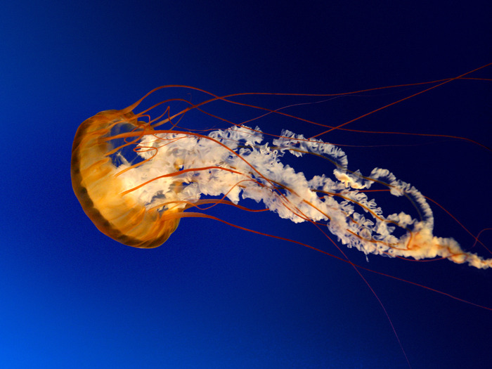 Jellyfish (700x525, 100Kb)