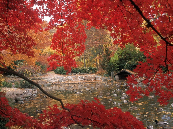 Lithia Park in Autumn, Ashland, Oregon (700x525, 380Kb)