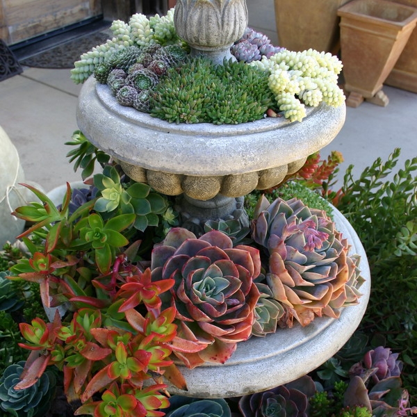 succulent-garden-in-home-and-outdoor (600x600, 318Kb)