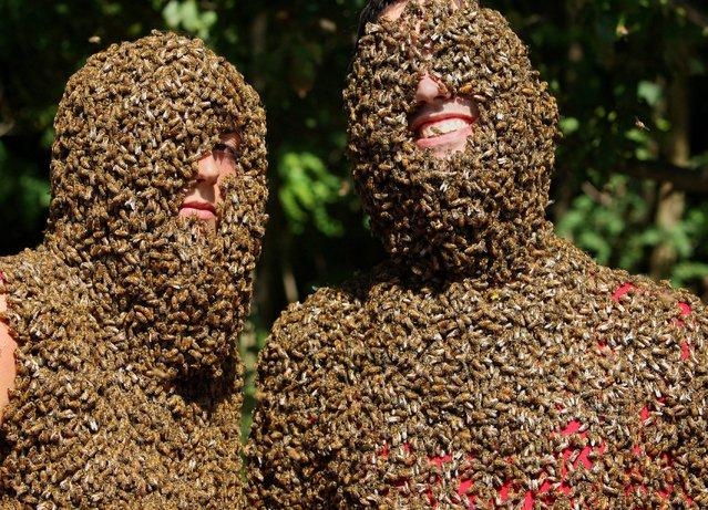 Cоревнования по пчелиной 'бороде'