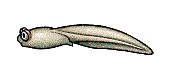 grenouille_217 (172x72, 48Kb)