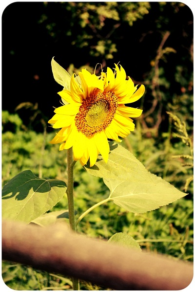 3419687_sunflower3 (400x597, 89Kb)