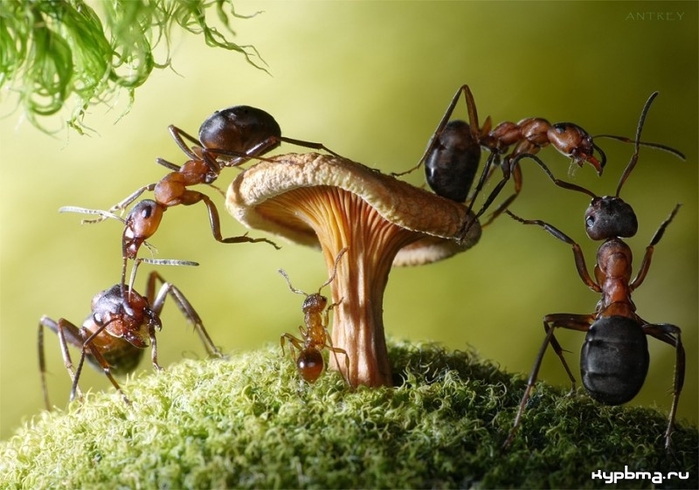 как избавиться от муравьев (700x490, 235Kb)
