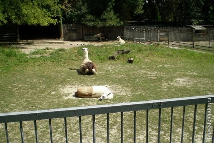 Ламы в зоопарке
