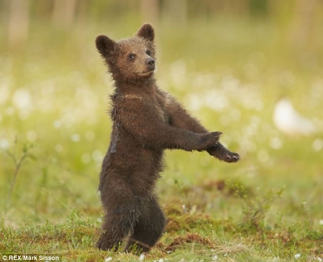 Медвежонок танцует известный Gangnam Style. Фотографии