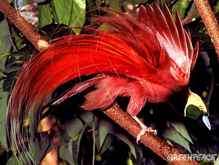 bird-of-paradise-paridisaea450 (450x338, 219Kb)