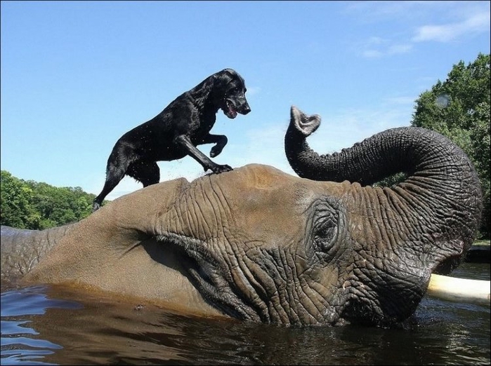 http://img1.liveinternet.ru/images/attach/b/4/105/189/105189813_elephant_and_dog_002.jpg