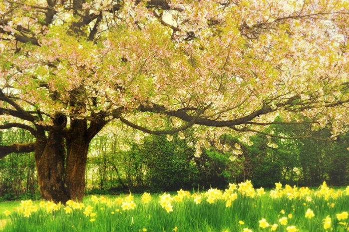 3303834_yellow_spring_9 (700x465, 132Kb)