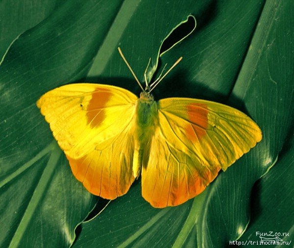 Красивые бабочки!