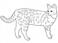 Cats_coloring_pages_Savannah (200x150, 21Kb)