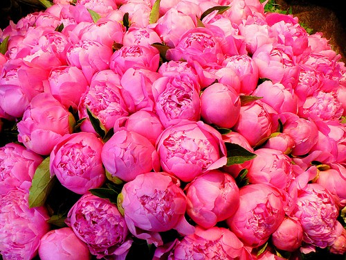 2-6-pink_peonies-6676 (500x375, 339Kb)