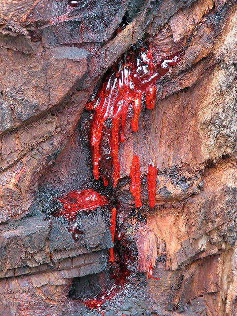 кровавое дерево фото 4 (480x640, 445Kb)