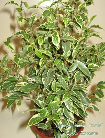 3205800_ficusbenjamina7b (368x483, 104Kb)