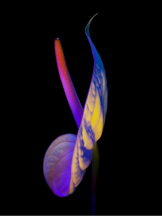 electricblossom07 (524x700, 23Kb)