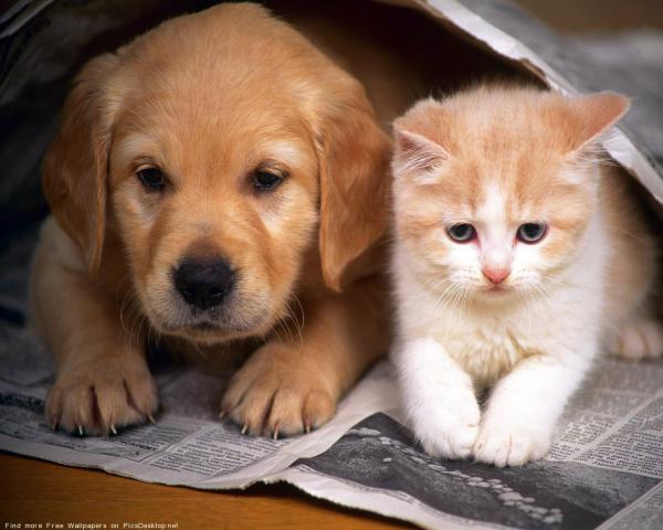 4208855_1871 (600x480, 38Kb)
