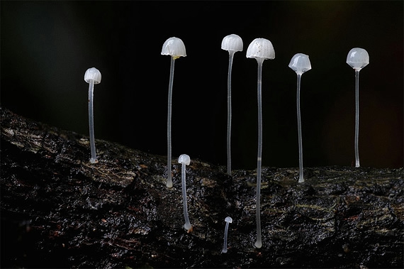 редкие виды грибов фото 9 (570x379, 118Kb)