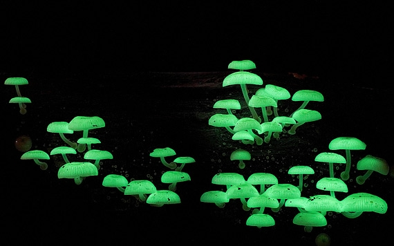 редкие виды грибов фото 11 (570x356, 95Kb)