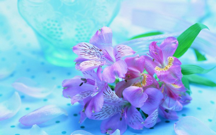 Flower-purple-lilac-blue-white-1800x2880 (700x437, 62Kb)